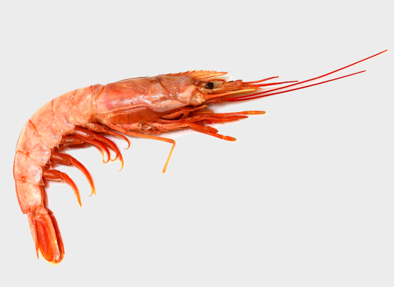 Fish market Argentinian prawns
