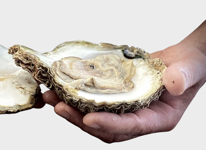 Oysters Pied de Cheval