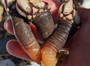 Percebes della Galizia: cosa sono, come cucinarli e come mangiarli