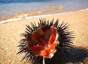 Ricci di Mare