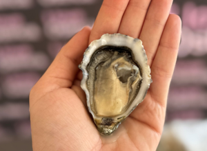 Gillardeau Mignon Calibro 6