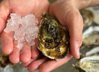 Ostriche a Natale: come sceglierle?