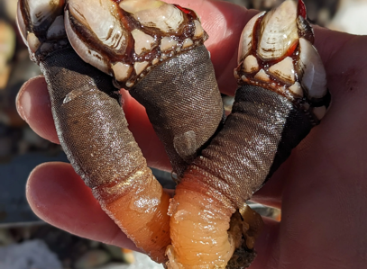 Percebes della Galizia: cosa sono, come cucinarli e come mangiarli