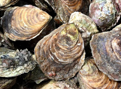 Nuovi calibri delle ostriche piatte 2025