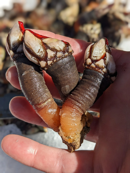 Percebes Galiziano