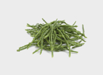 Salicornia