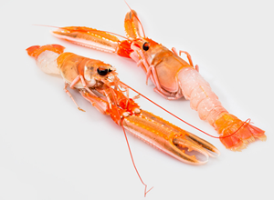 ULTRAFROST Scampone Imperiale