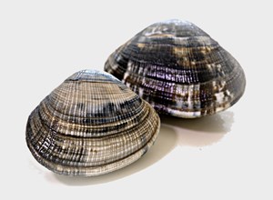 Pescheria Vongole Veraci