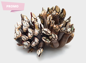 Pescheria Percebes della Galizia