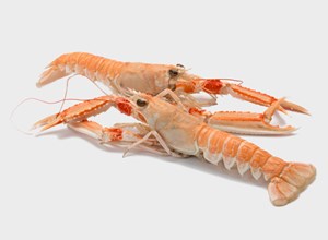 Pescheria Scampi cotti