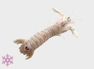 ULTRAFROST Canocchia