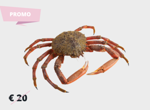 Pescheria Granceola Femmina
