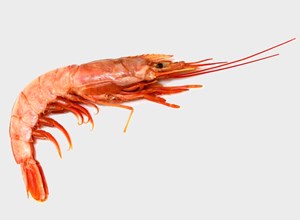 Pescheria King Arbumasa