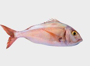 Pescheria Pagro