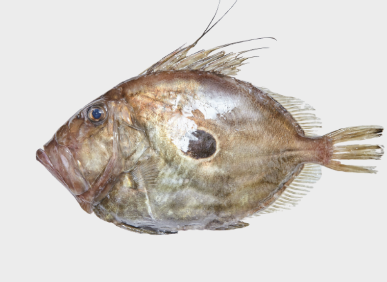 Pescheria San Pietro