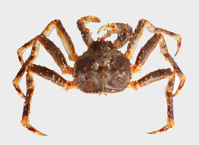 Pescheria King crab