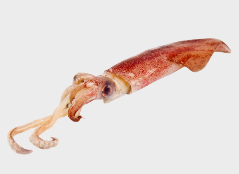 Pescheria Calamaro