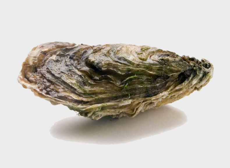 Ostriche Ostrica per Griglia