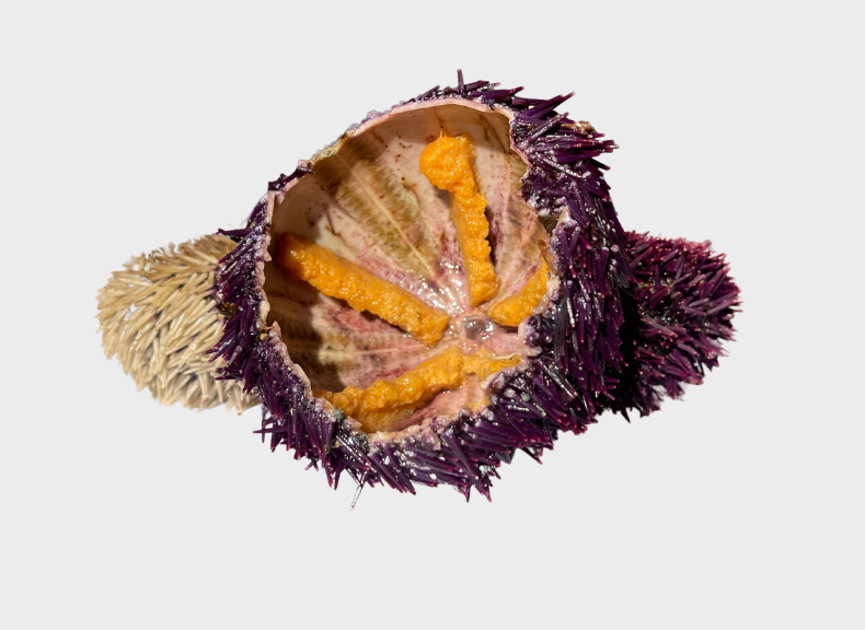 Pescheria Riccio di Prateria