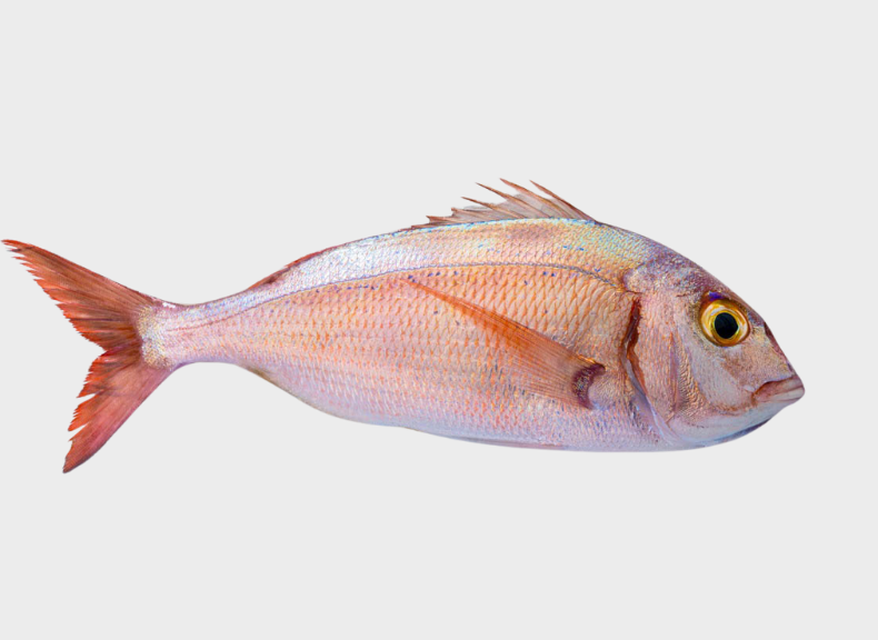 Pescheria Pagro