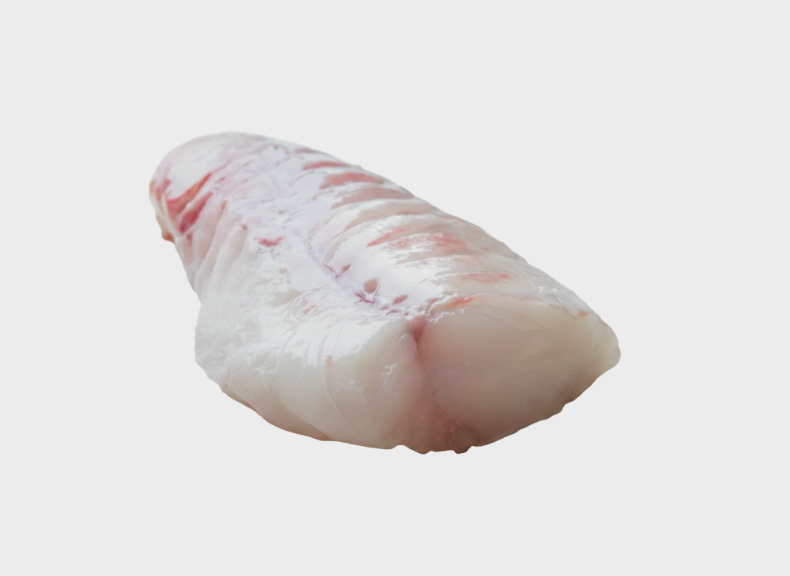 Ocean - Fit Rana pescatrice 